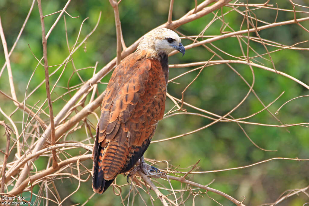 Black-collared Hawkadult, identification