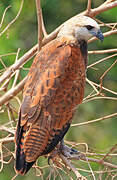 Black-collared Hawk