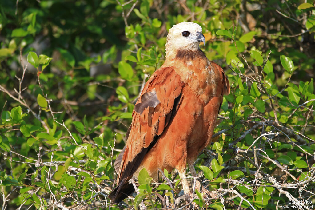 Black-collared Hawkadult