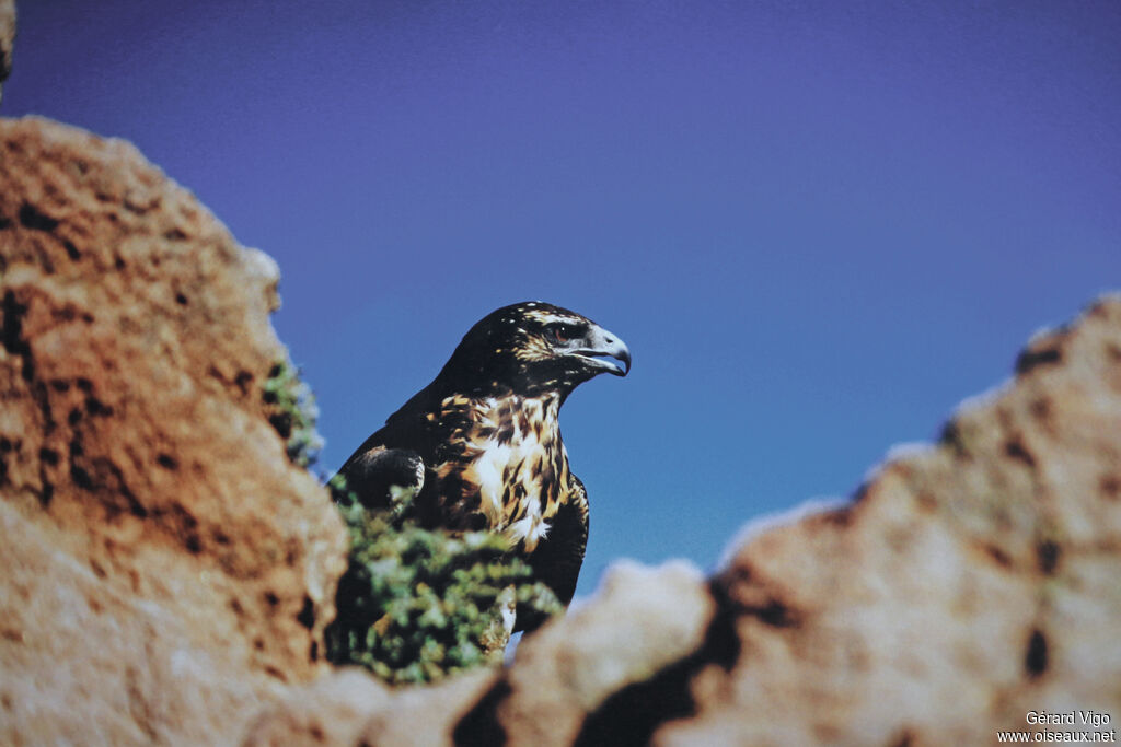 Black-chested Buzzard-Eaglejuvenile