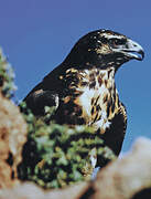 Black-chested Buzzard-Eagle