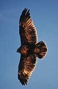 Black-chested Buzzard-Eagle