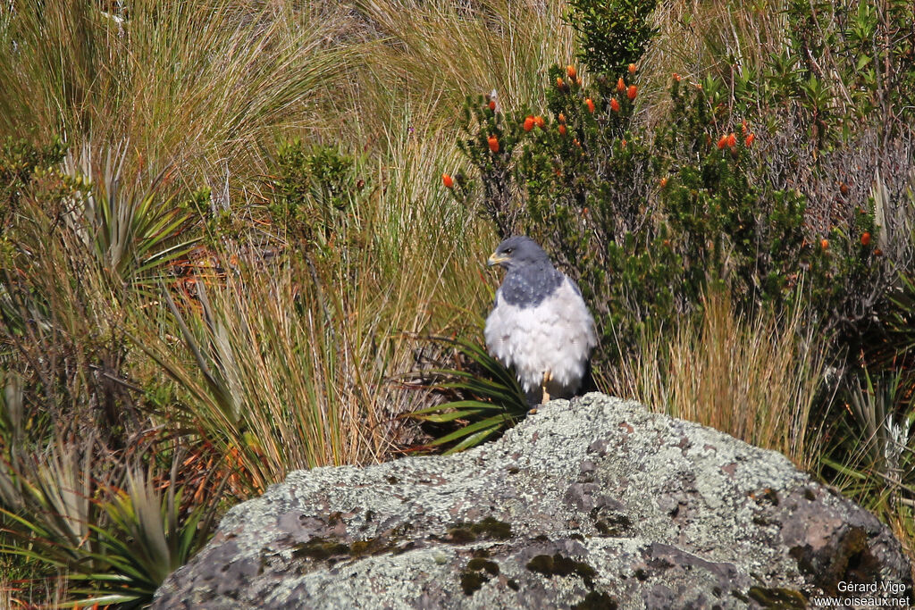 Black-chested Buzzard-Eagleadult