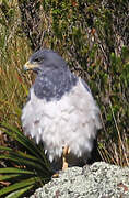 Black-chested Buzzard-Eagle