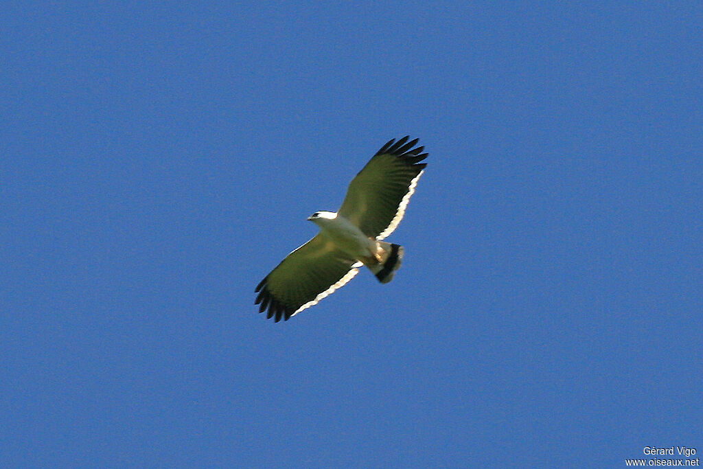 White Hawkadult, Flight