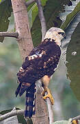 Grey-lined Hawk