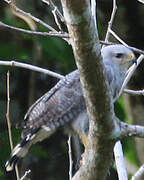 Grey-lined Hawk