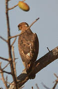 Red-necked Buzzard