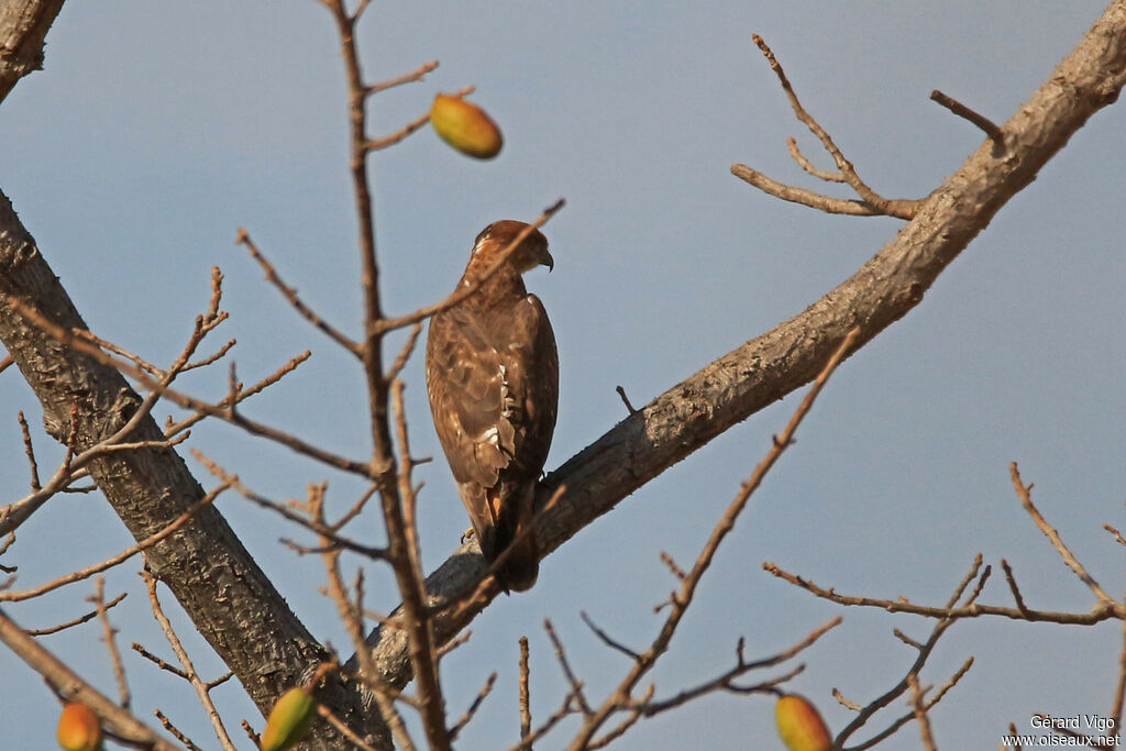 Red-necked Buzzardadult