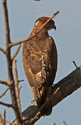 Red-necked Buzzard