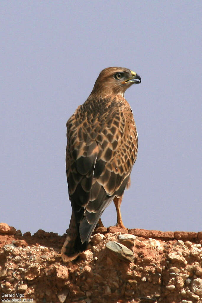 Long-legged Buzzardjuvenile, identification