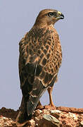 Long-legged Buzzard