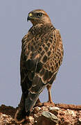 Long-legged Buzzard