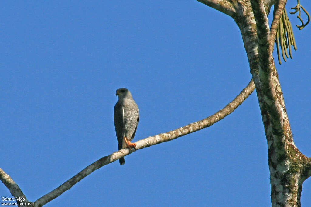 Buse griseadulte, identification