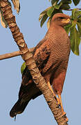 Savanna Hawk