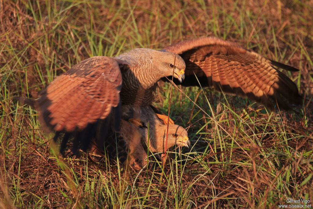 Savanna Hawkadult, mating.