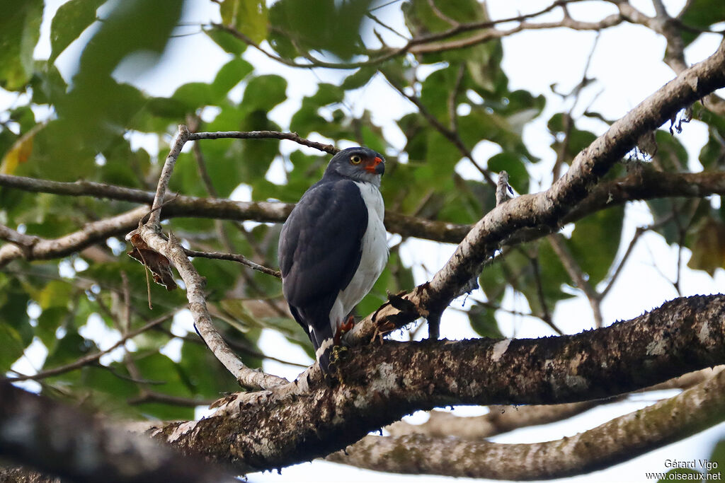 Semiplumbeous Hawkadult