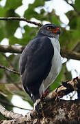 Semiplumbeous Hawk