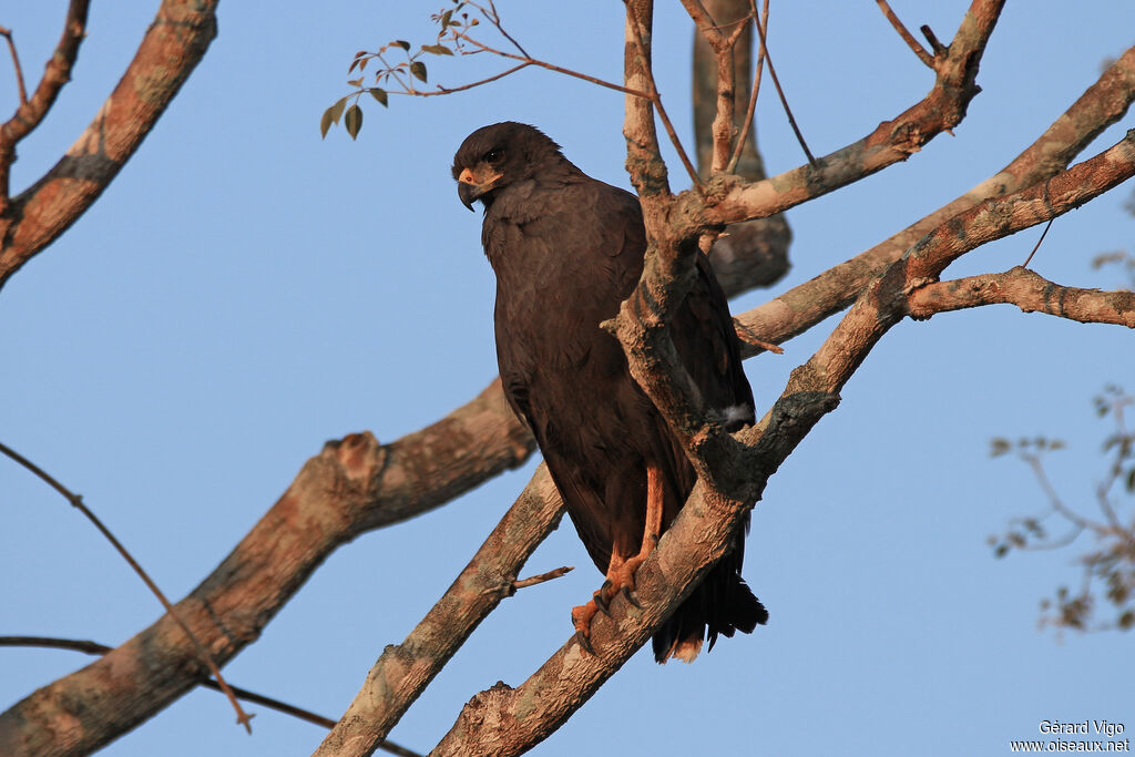 Great Black Hawkadult