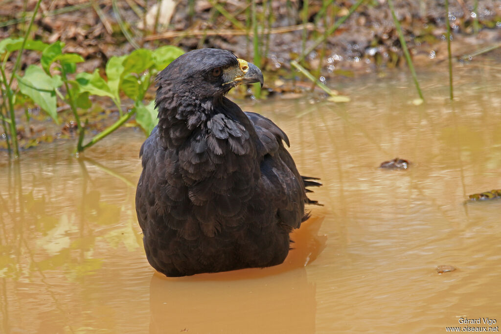 Great Black Hawkadult