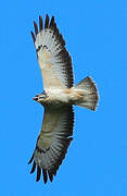 Common Buzzard