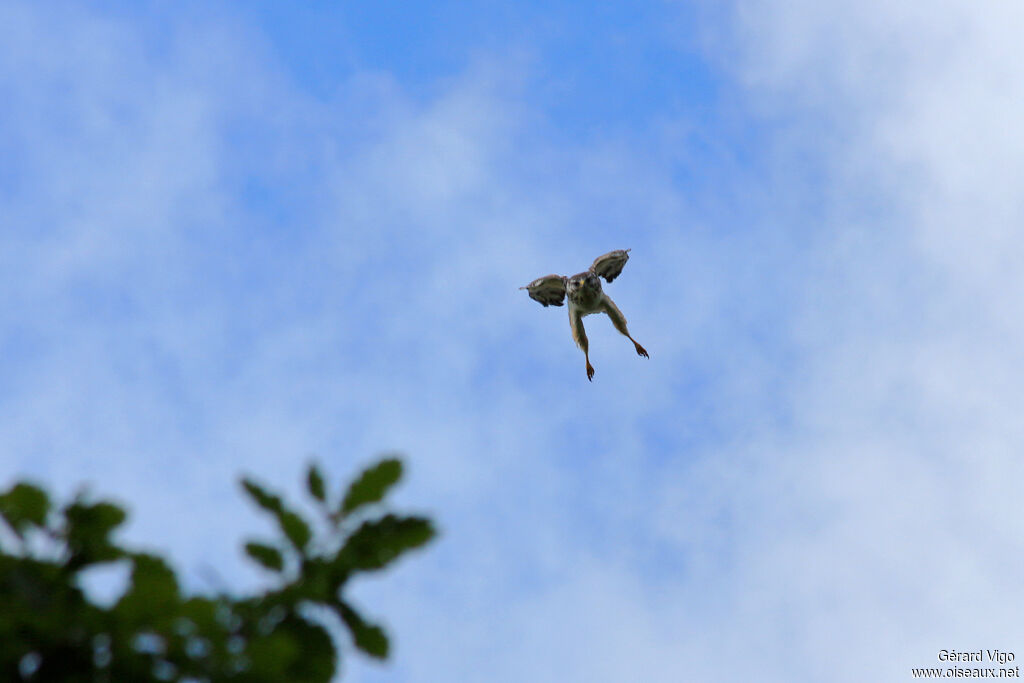 Common Buzzardadult, Flight, Behaviour