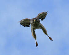 Common Buzzard