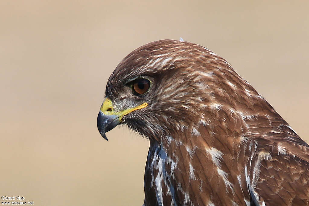 Common Buzzardadult, close-up portrait