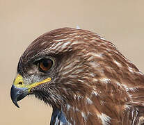 Common Buzzard