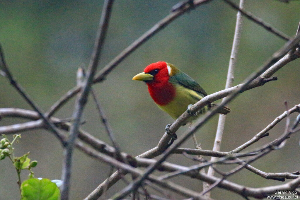 Red-headed Barbet male adult