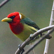 Red-headed Barbet