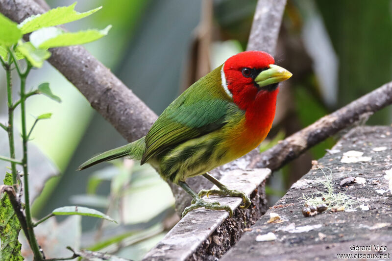 Red-headed Barbet male adult
