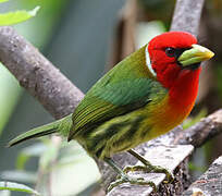 Red-headed Barbet