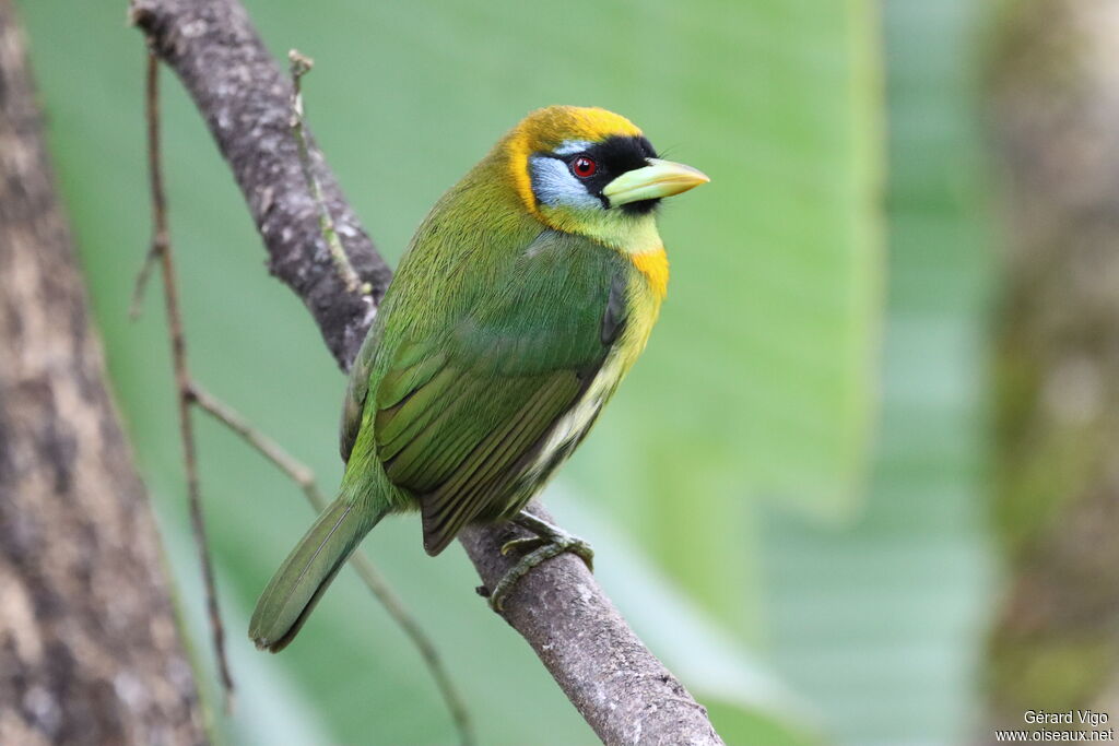 Red-headed Barbet female adult