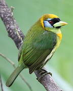 Red-headed Barbet