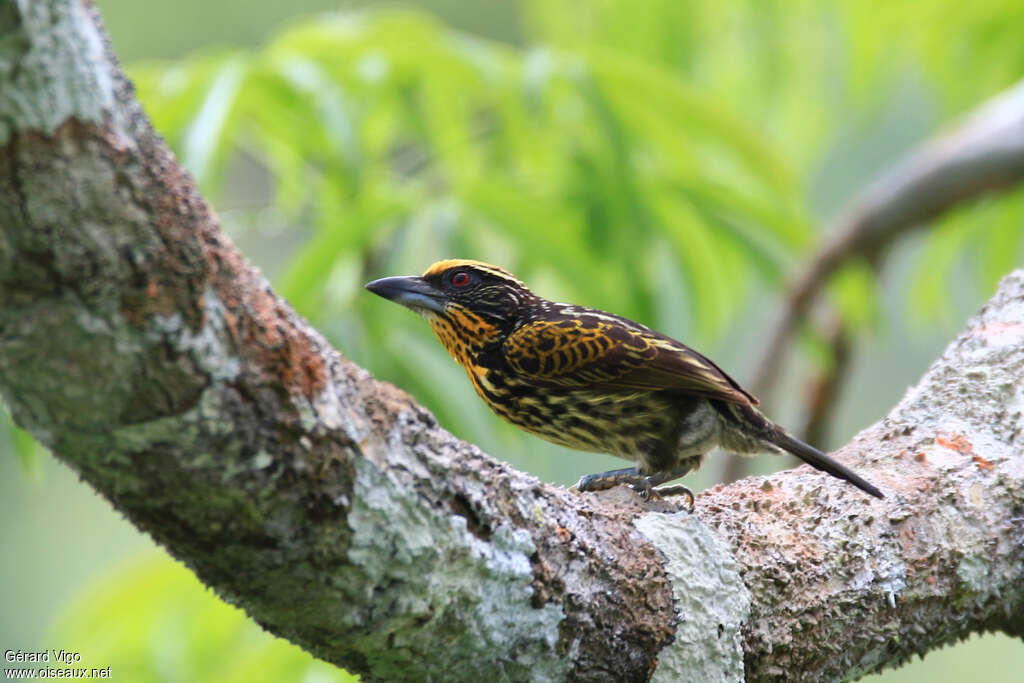 Gilded Barbet female adult, identification