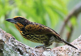 Gilded Barbet