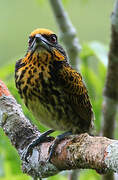 Gilded Barbet