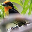Cabézon doré
