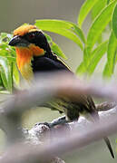 Gilded Barbet