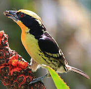 Gilded Barbet