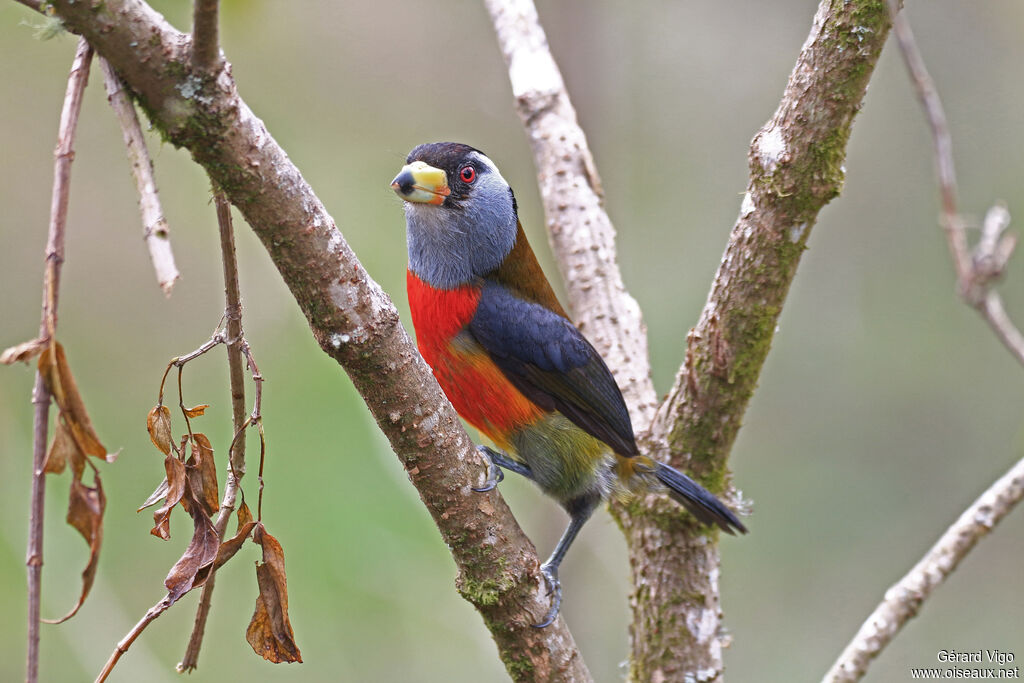 Cabézon toucanadulte