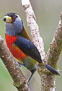 Toucan Barbet