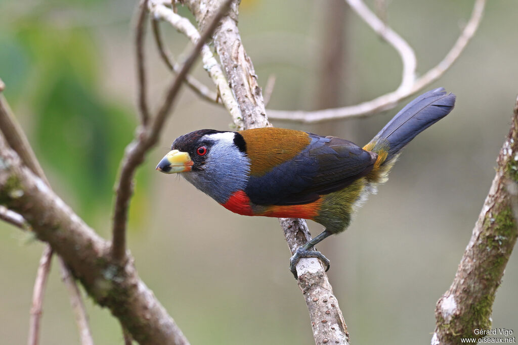 Cabézon toucanadulte