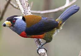 Toucan Barbet