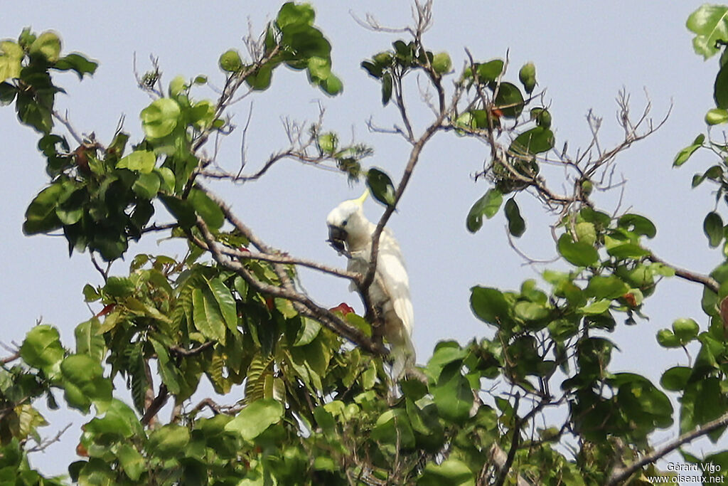 Sulphur-crested Cockatooadult