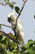 Sulphur-crested Cockatoo