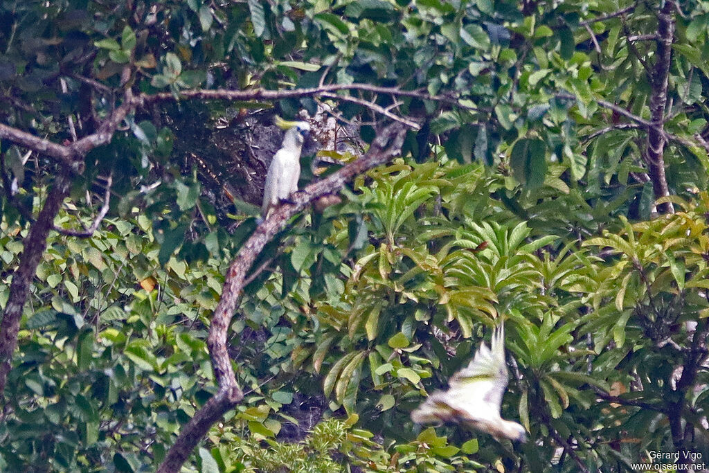 Sulphur-crested Cockatooadult