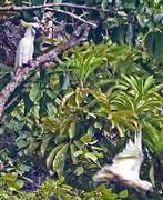 Sulphur-crested Cockatoo