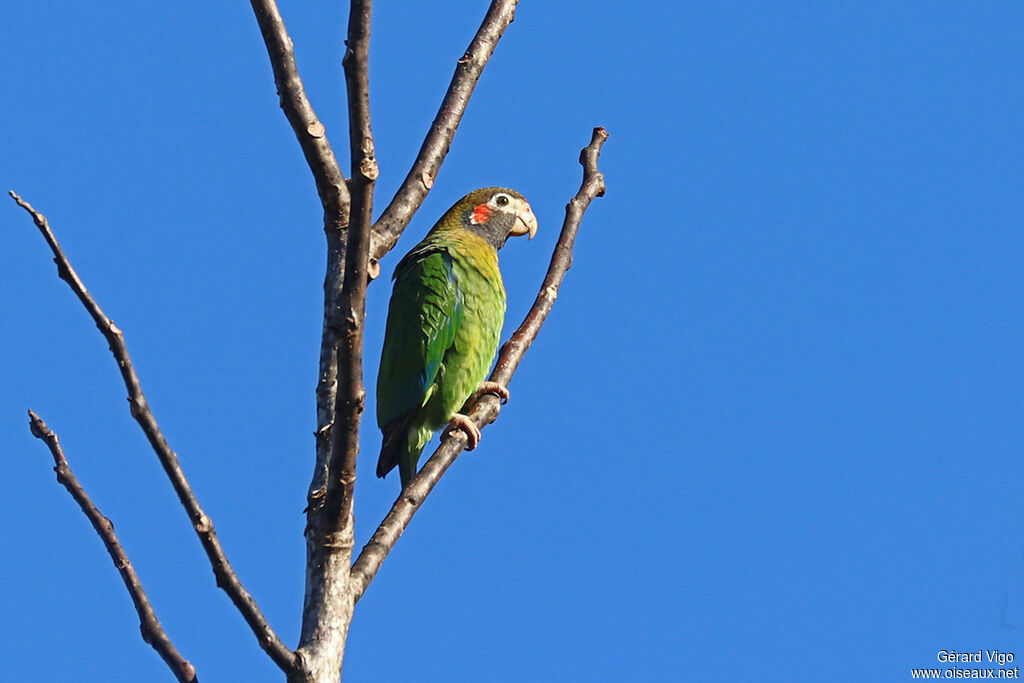 Brown-hooded Parrotadult